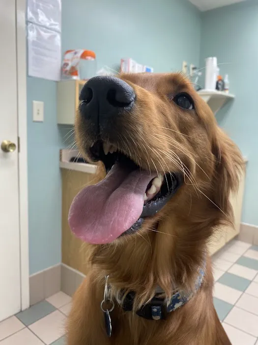 Companion Animal Hospital 1