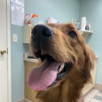 Companion Animal Hospital ico