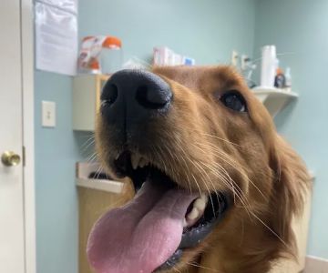 Companion Animal Hospital
