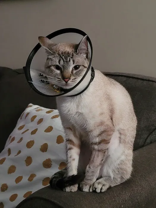 Companion Animal Hospital 8