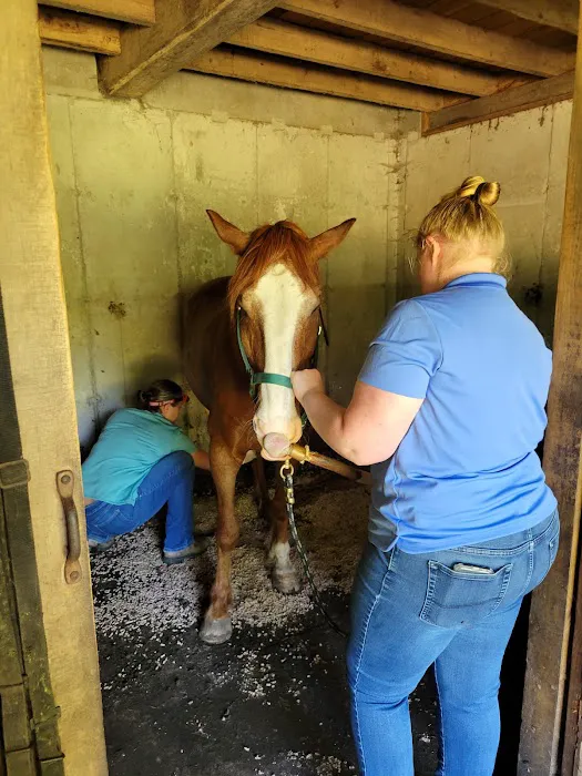Twin Pines Equine Vet Services 3