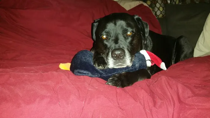 Four Paws Veterinary Services, PC 6
