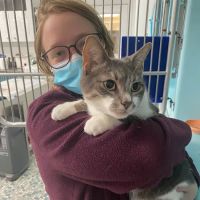Northeastern Veterinary Care Center ico