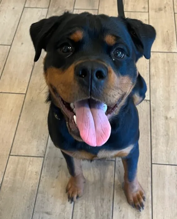 Northeastern Veterinary Care Center 8