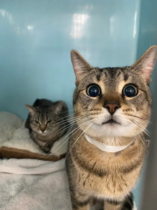Northeastern Veterinary Care Center 7