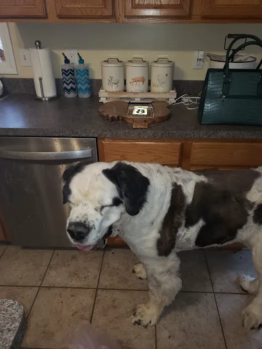 Green Valley Veterinary Services 3