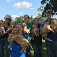 Green Valley Veterinary Services ico