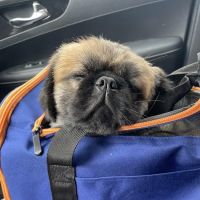 Willington Veterinary Center ico