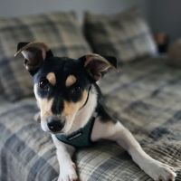 Fenton River Veterinary Hospital ico