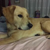 Fort Plain Animal Hospital ico