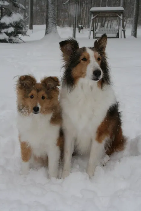 Animal Dental Specialists of Upstate New York 3