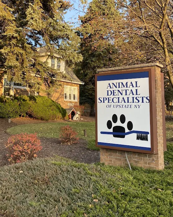 Animal Dental Specialists of Upstate New York 1