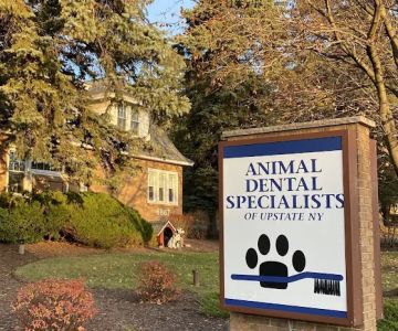 Animal Dental Specialists of Upstate New York