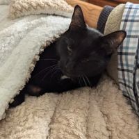 Dewitt Veterinary Medical Center ico