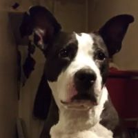 DeWitt Animal Hospital, P.C. ico