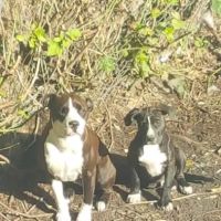 Vetco Vaccination Clinic ico