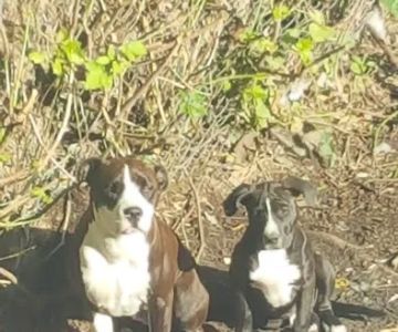 Vetco Vaccination Clinic