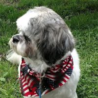 Adirondack Veterinary Service ico