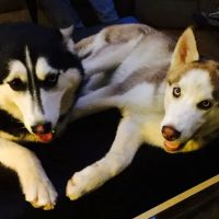 Delta Lake Veterinary Hospital PLLC ico