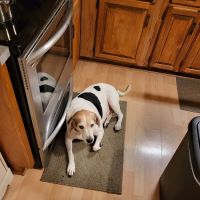 Lake Country Animal Hospital ico