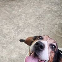 Animal Hospital of Emporia ico