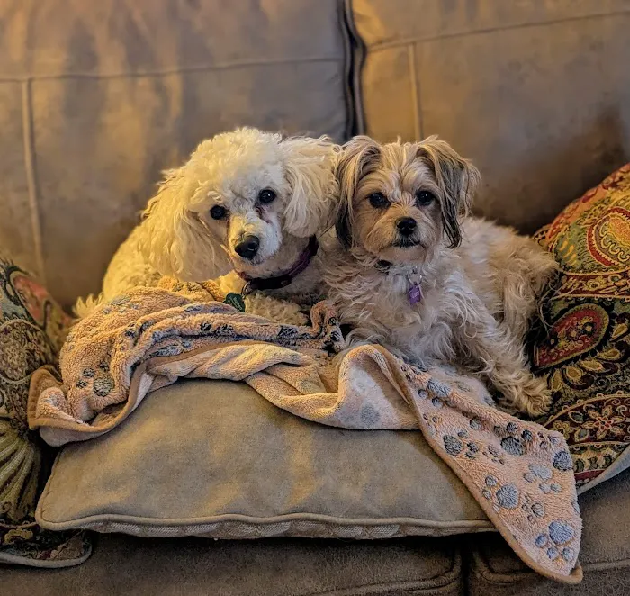 Blackstone Animal Clinic LLC 3