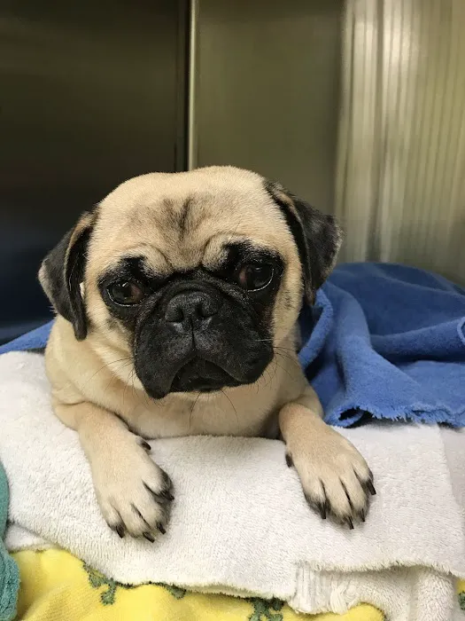 Blackstone Animal Clinic LLC 5