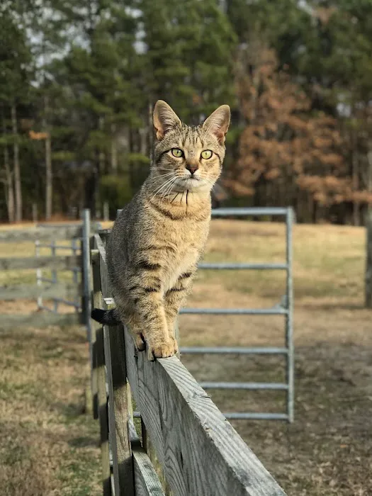 Blackstone Animal Clinic LLC 4