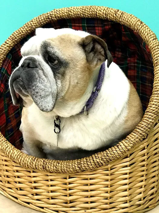 Blackstone Animal Clinic LLC 6