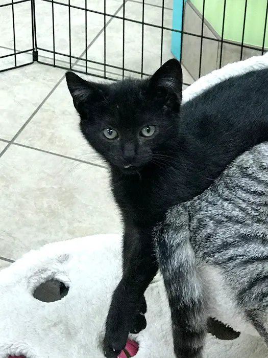 Blackstone Animal Clinic LLC 9