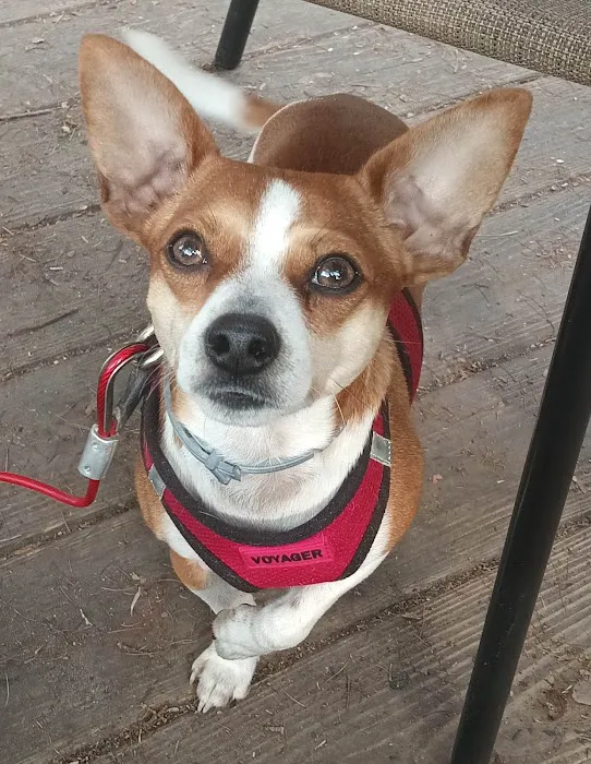 Blackstone Animal Clinic LLC 1