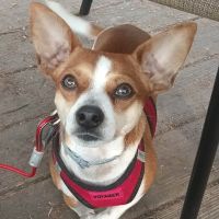 Blackstone Animal Clinic LLC ico
