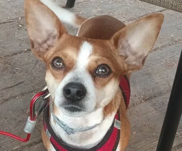 Blackstone Animal Clinic LLC