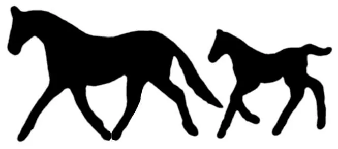 Carolina Coastal Equine Veterinary Service 1