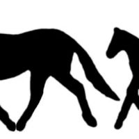 Carolina Coastal Equine Veterinary Service ico