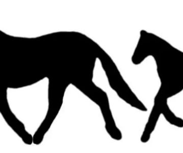 Carolina Coastal Equine Veterinary Service