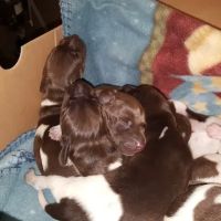 Burgaw Veterinary Hospital ico