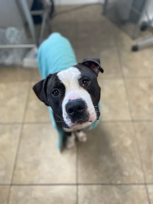 Shoreline Veterinary Hospital 5