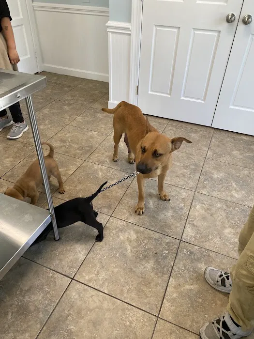 Shoreline Veterinary Hospital 3