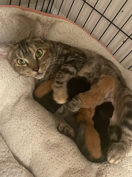 Shoreline Veterinary Hospital 1