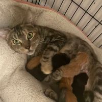 Shoreline Veterinary Hospital ico