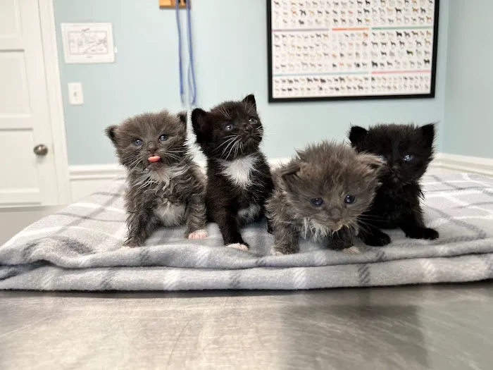 Shoreline Veterinary Hospital 6