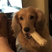 Animed Veterinary Hospital of Bell Fork ico