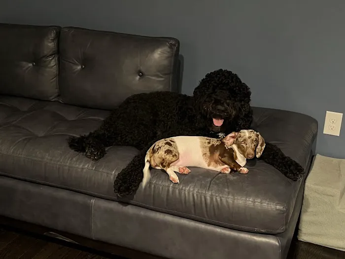 Adoption First Veterinary Clinic 5