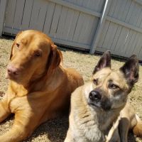 Academy Animal Hospital PA ico