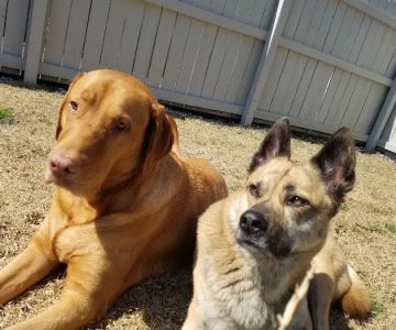 Academy Animal Hospital PA