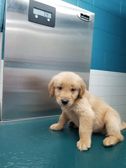 Academy Animal Hospital PA 7