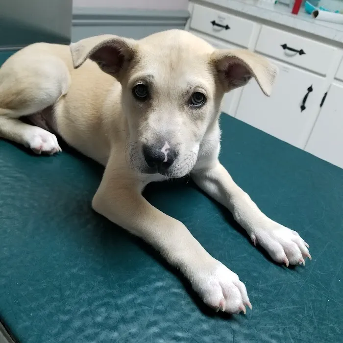Academy Animal Hospital PA 5