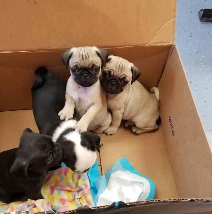 Animal Hospital of Onslow County 4