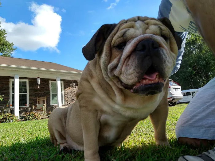 Animal Hospital of Onslow County 9
